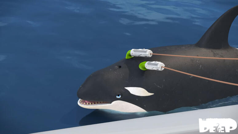The Deep - Orca