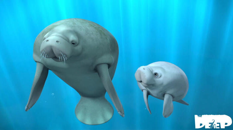 The Deep - Baby Manatee